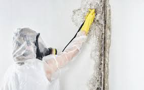 Best Industrial Mold Remediation in USA